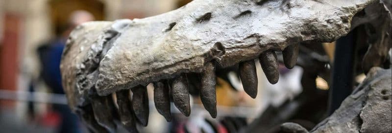 Billet Billet pour le musée d'histoire naturelle avec audioguide