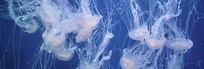 Billets pour l'Oceanogràfic