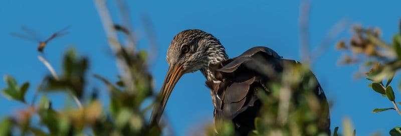 Observation d'oiseaux depuis Asunción