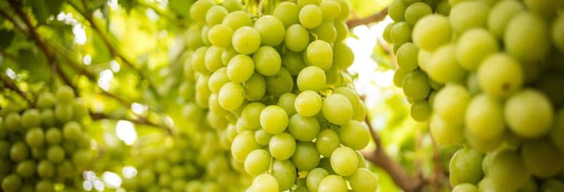 Visite du domaine viticole Terras Gauda