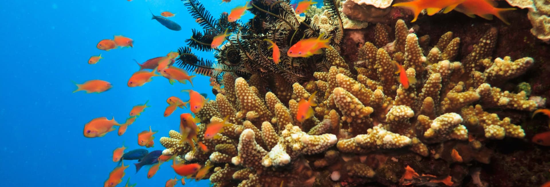 Billet Snorkeling à la Grande Barrière de Corail