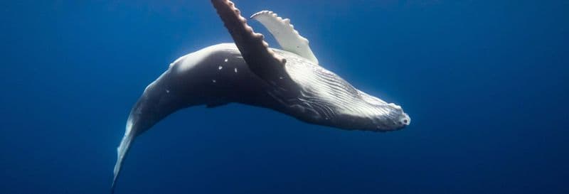 Observation des baleines à Tahiti