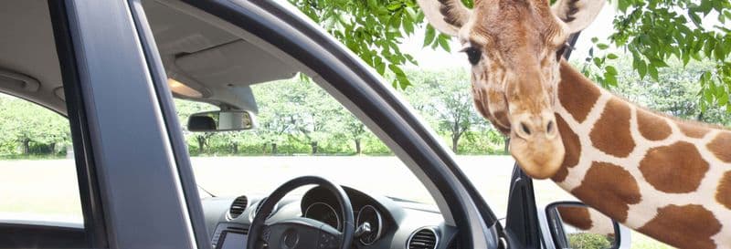 Excursion à l'Auto Safari Chapín
