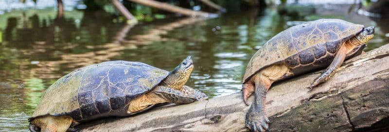 Billet Excursion au parc national de Tortuguero