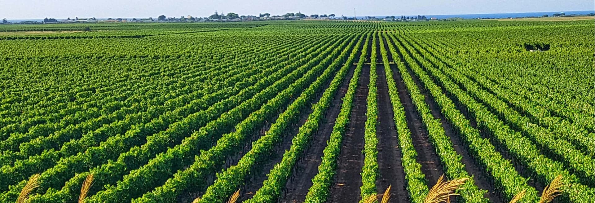 Billet Visite d'un domaine viticole de Trani avec dégustation de vins