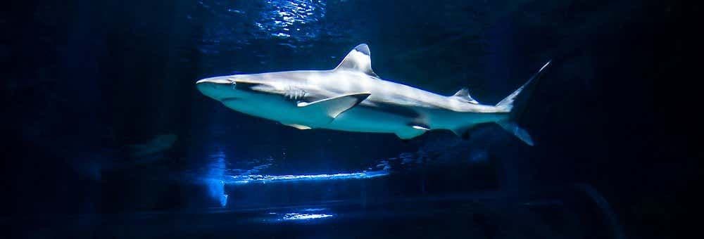 Plongée avec des requins à l'Aquarium de Costa Teguise