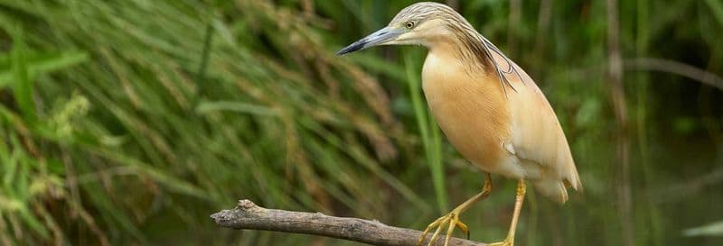 Observation des oiseaux à Badajoz