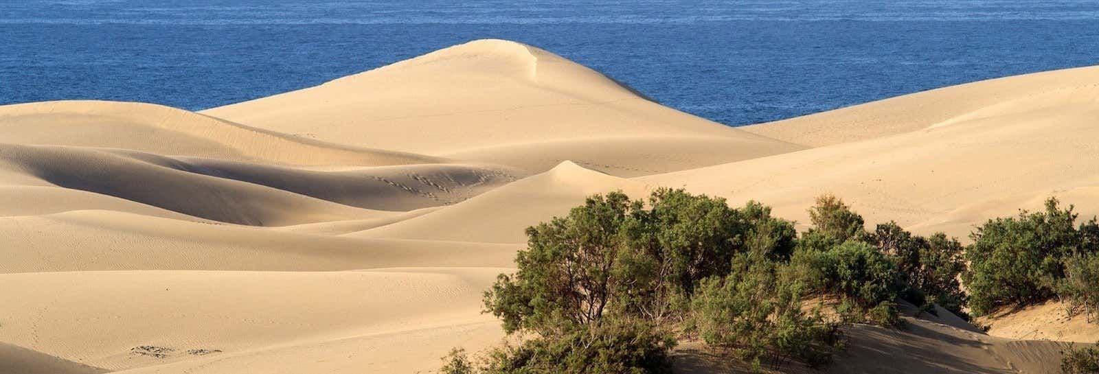 Excursion à Tiznit + Desert Safari