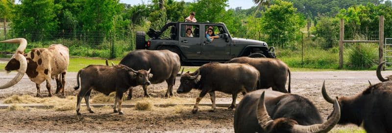 Billet Safari au Wild Florida Adventure Park