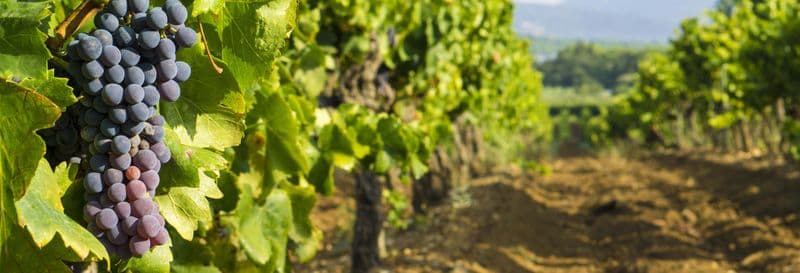 Billet Excursion aux Terrasses du Larzac
