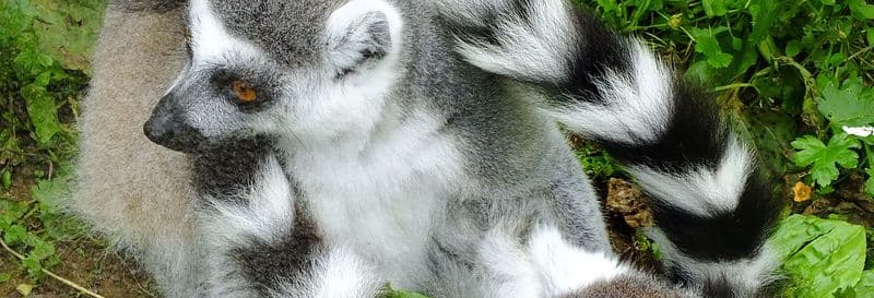 Billet Excursion au zoo de Santillana del Mar