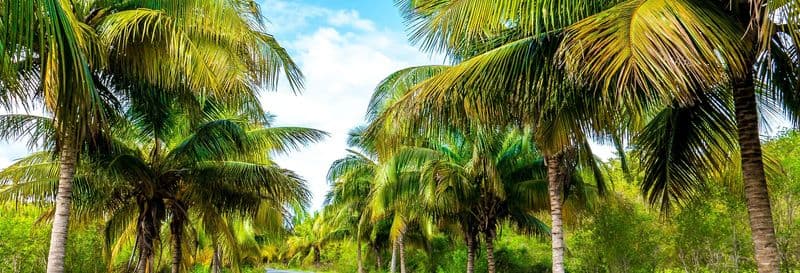 Billet Transfert à Cayo Jutías