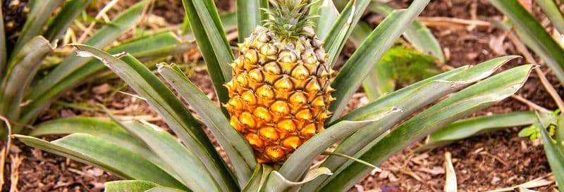 Visite d'une plantation d'ananas avec dégustation de vins
