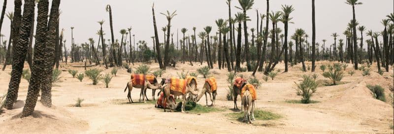 Balade en quad, à dos de chameau et hammam