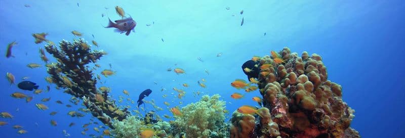 Excursion en bateau à Tabarca + Snorkeling