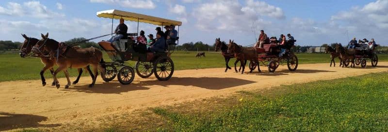 Billet Balade privée en charrette dans les environs de Doñana et d'El Rocío
