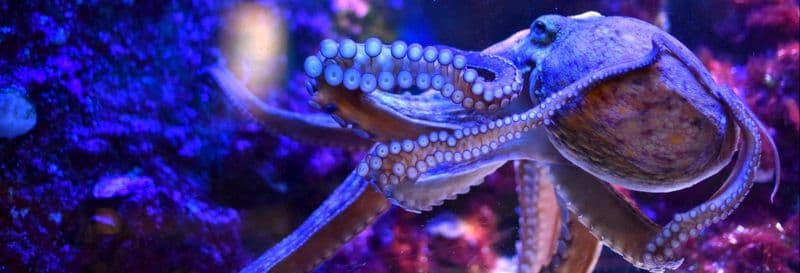 Billet pour le Musée océanographique