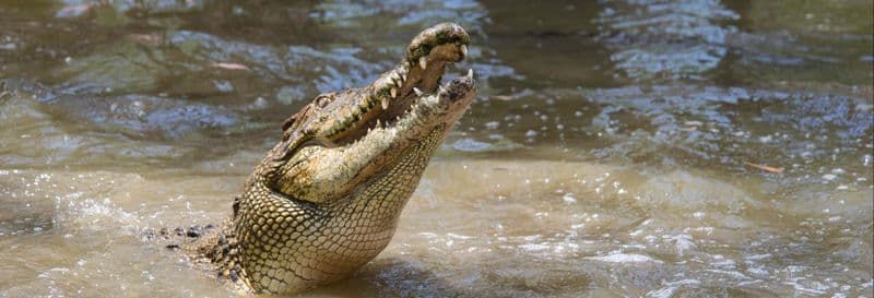Billet pour le parc Hartley's Crocodile Adventures