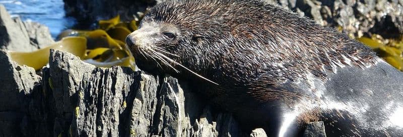 Balade en 4x4 le long de la côte de Wellington + Observation des phoques