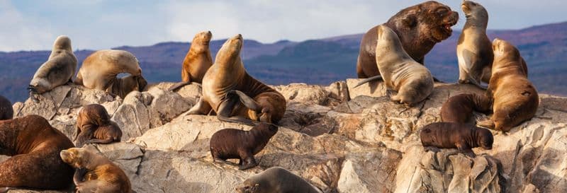 Billet Balade en kayak dans le Canal Beagle avec observation d'otaries