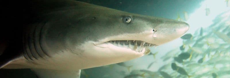 Plongée avec des requins à Bushrangers Bay