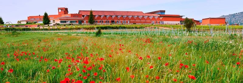 Visite du vignoble ENATE