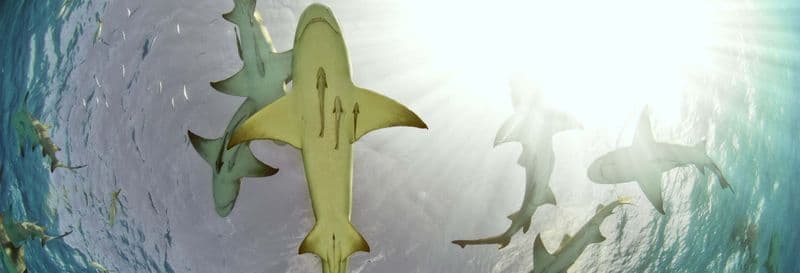 Billet Observation de requins-citrons sur l'île de Sal