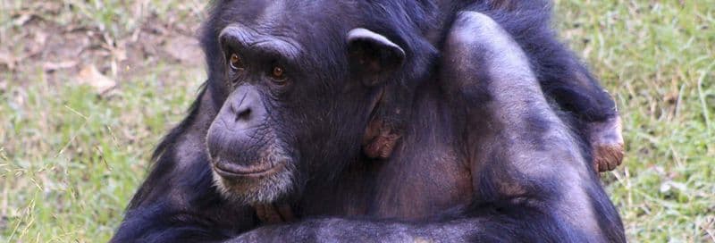 Billet Excursion dans la réserve de Pongo-Songo