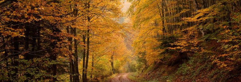 Balade à vélo électrique dans la forêt d'Iraty