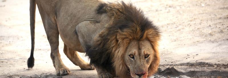 Billet Safari de 7 jours dans le delta de l'Okavango