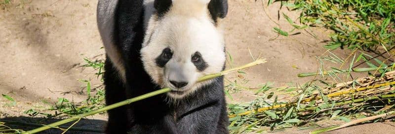 Billet Billet pour le Zoo Aquarium