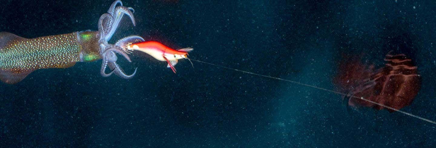 Pêche de nuit à Dhiffushi