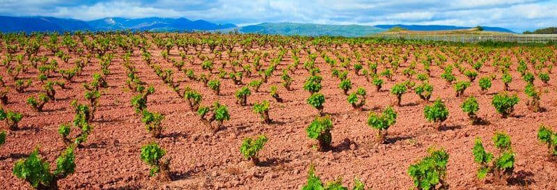 Visite-dégustation dans le domaine viticole de Viña Ijalba