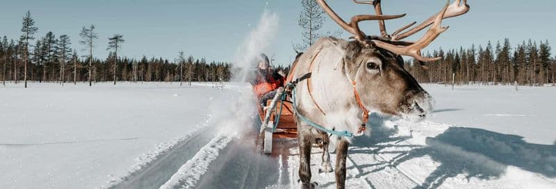 Balade en traîneau tiré par des rennes