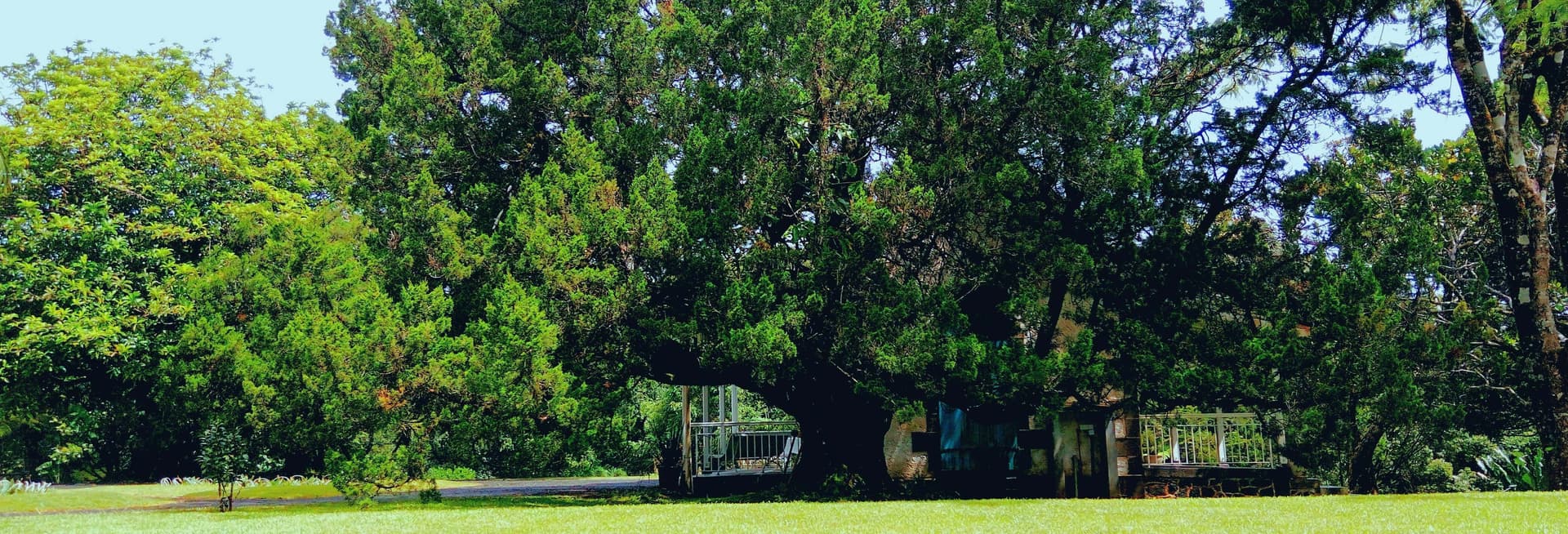 Excursion privée à la découverte du thé de l’Île Maurice