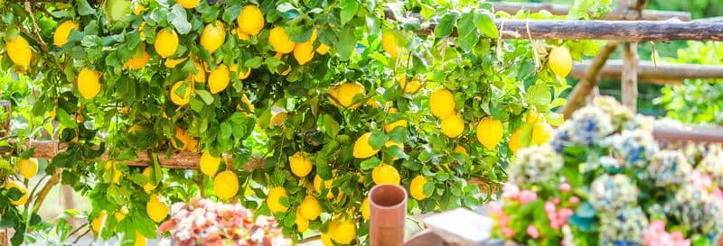 Randonnée sur le sentier des Citrons