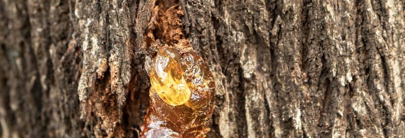 Billet Visite sur le thème du chewing-gum à Sian Ka'an + Lagunes Muyil et Chunyaxché