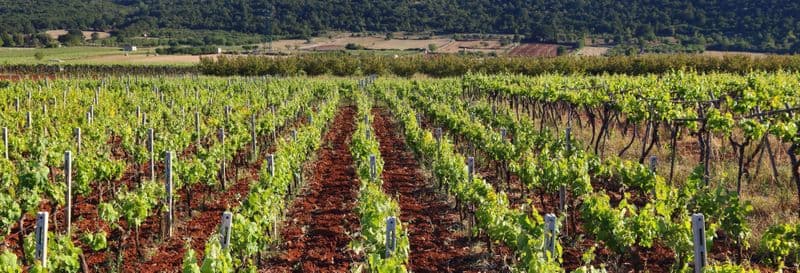 Billet Visite autour du vin au Mont Sainte-Victoire