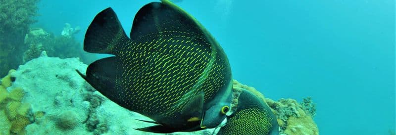 Plongée à Arraial do Cabo