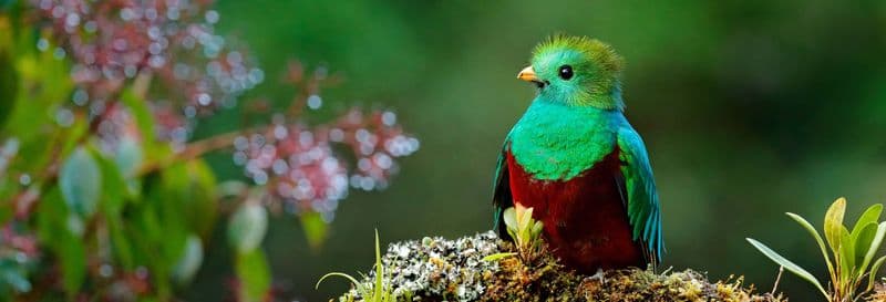 Billet Semuc Champey, Cobán et le Sanctuaire du Quetzal en 3 jours