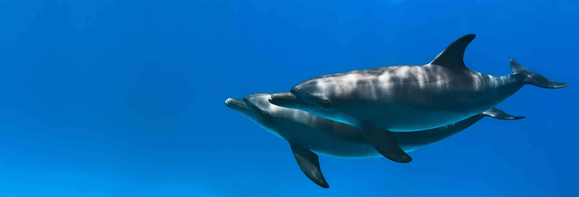 Nage avec des dauphins à Hurghada