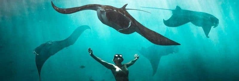 Snorkeling avec des raies manta à Nusa Penida