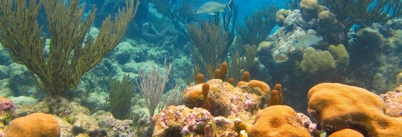 Billet Excursion à la baie d'Akumal + Réserve Jaguar