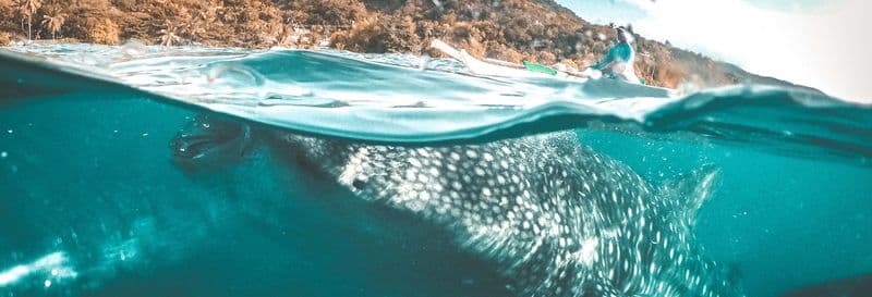 Billet Observation de requins-baleines à Oslob