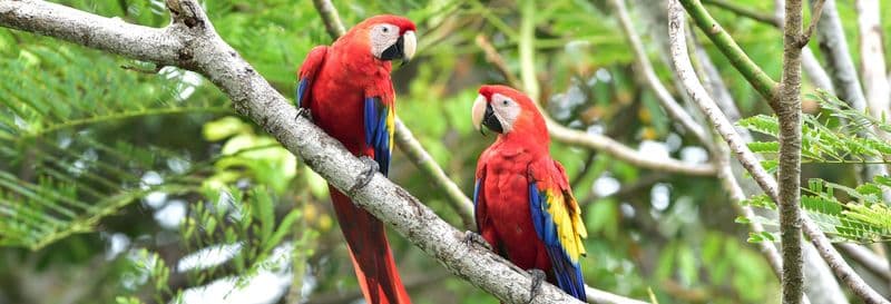 Billet Excursion au Parc National de Corcovado