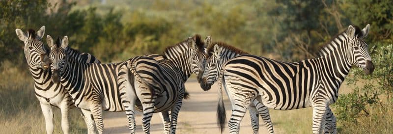 Billet Safari de 3 jours au parc National Kruger