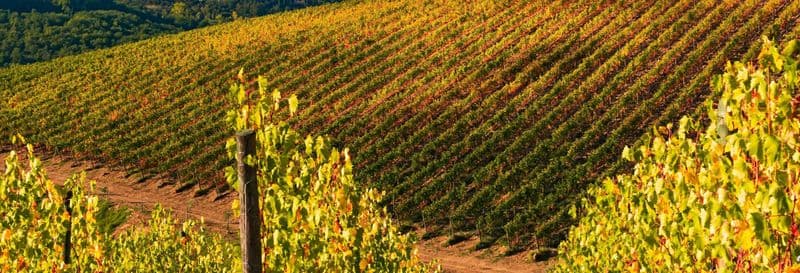 Visite autour du vin dans le Chianti
