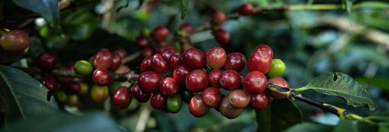 Billet Visite sur le thème du café à Boquete