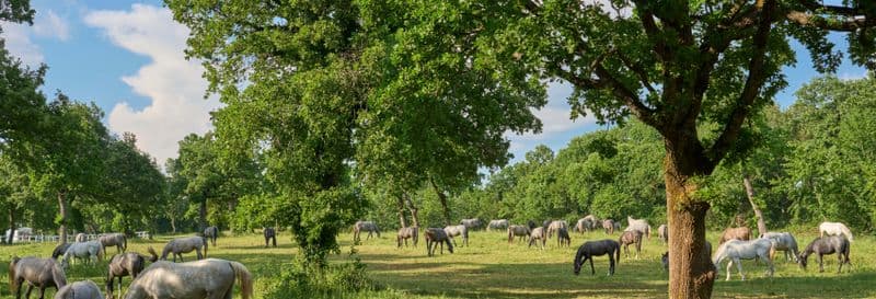 Billet Excursion à Lipica et aux grottes de Skocjan