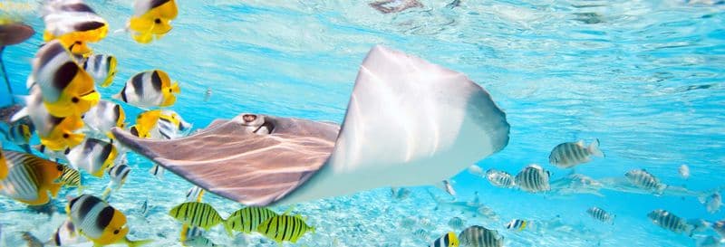 Billet Snorkeling avec des requins et des raies